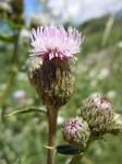 Acker-Kratzdistel - Cirsium arvense