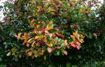 Pflaumenblättriger Weißdorn - Crataegus persimilis