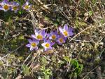 : - Crocus sieberi subsp. sublimis