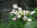 : - Deinanthe bifida