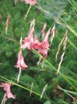 : - Dierama igneum