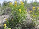: - Cleome lutea