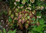 Alpen-Sockenblume
 - Epimedium alpinum