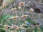 : - Epimedium wushanense