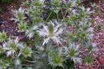 : - Eryngium giganteum