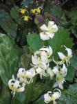Oregon-Hundszahn - Erythronium oregonum