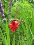 : - Gladiolus flanaganii