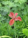 Terrakotta-Schwertlilie-Iris fulva