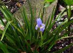 : - Iris lazica