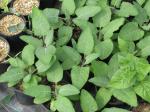 : - Lepechinia salviae