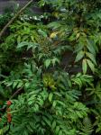 Kleine Mahonie - Mahonia fortunei