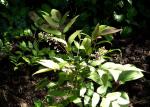 : - Berberis pallida