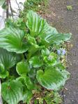 Myosotidium hortensia - Myosotidium hortensia