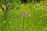 Sizilianischer Honiglauch - Allium siculum