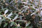Stattliche Duftblüte - Osmanthus decorus