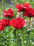 Armenischer Mohn - Papaver bracteatum