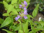 : - Penstemon serrulatus