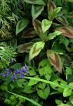 : - Persicaria virginiana