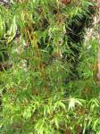 : - Phyllostachys bambusoides