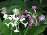 : - Primula alpicola
