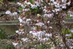 : - Prunus incisa