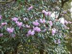 : - Rhododendron rubiginosum var. rubiginosum