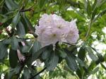 : - Rhododendron serotinum