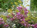 Borstige Robinie - Robinia hispida