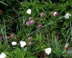Heidelbeer-Weide - Salix myrtilloides
