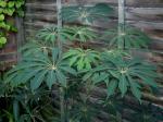 : - Schefflera taiwaniana