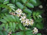 : - Sorbus poteriifolia