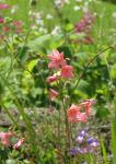 : - Tritonia disticha subsp. rubrolucens