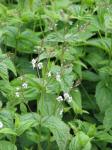 Nesselblättriger Ehrenpreis - Veronica urticifolia