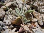 : - Eriogonum maculatum