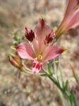: - Alstroemeria diluta