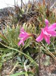 : - Rhodophiala pratensis