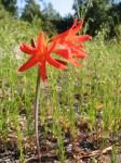 : - Rhodophiala tiltilensis