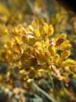 : - Gymnophyton isatidicarpum