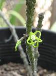 : - Cynanchum marnierianum