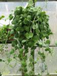 : - Dischidia platyphylla