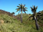 Honigpalme - Jubaea chilensis