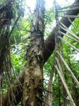 : - Astrocaryum standleyanum