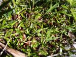 : - Astelia pumila