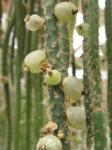 : - Rhipsalis baccifera subsp. horrida