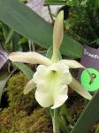 : - Rhyncholaelia glauca
