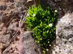 : - Erigeron rupicola