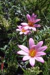 : - Mutisia oligodon
