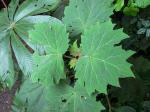 : - Neomirandea angularis