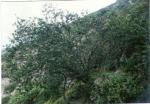 : - Berberis litoralis