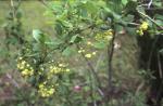 : - Berberis corymbosa